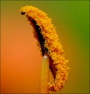 Pollen-4205.jpg