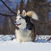 Husky dans la neige-3101.jpg