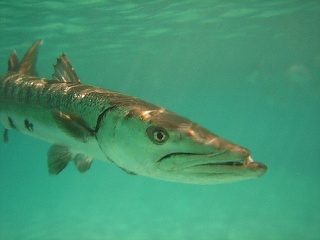 Fil:Barracuda-2684.jpg
