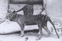 Thylacines 01 (Wiki)-4334.jpg