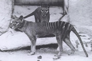 Fil:Thylacines 01 (Wiki)-4334.jpg