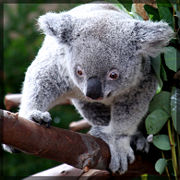 Koala sur un arbre-5016.jpg