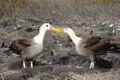 Albatros-galapagos.jpg