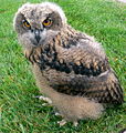 Baby European Eagle Owl-3340.jpg