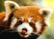 Panda Roux.jpg