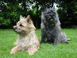 File:Cairn terrier.jpg