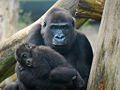 Gorille-Guenon-Mère-Maman-Enfant-Bébé-Petit-8929.jpg