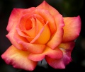 Une rose-1812.jpg