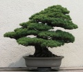 Bonsaï-bonzaï-bonsai-Pinus parviflora.jpg