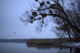 Fil:Hivers -1706.jpg