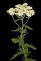 Achillée millefeuille (Achillea millefolium).jpg