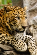 Panthère (léopard) à l'affut-3073.jpg
