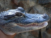 Alligator d'Amérique-8590.jpg