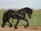 Voici un frison un cheval pas comme les autres !!!