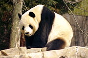 Panda géant -78.jpg