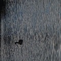 Thumbnail for version as of 19:46, 17 October 2013