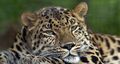 Leopard-de-l-amour.jpg