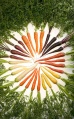 Variétés de carottes.jpg