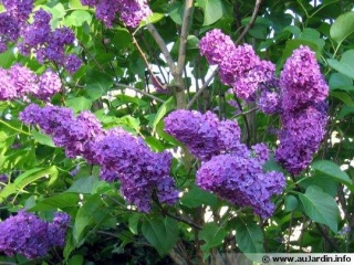 Fil:Syringa-vulgaris-fleur-540x405.jpg