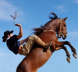 File:Cheval cabré.jpg