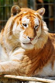 Tigre doré-6371.jpg