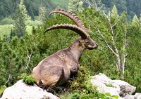 Bouquetin des Alpes mâle.jpg