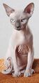 Chat sphynx - Sphynx cat.jpg