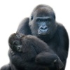 Mère et son bébé gorille