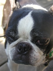 File:Still sleepy marcel-4987.jpg