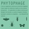 Phytophage.jpg