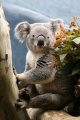 Koala-4214.jpg