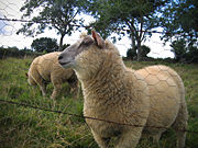 Mouton-5790.jpg