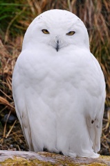 Fil:Snowy owl 2-4877.jpg
