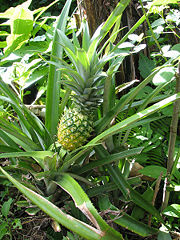 Ananas à Bali.jpg