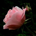 Rose rose-2483.jpg