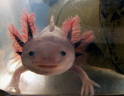 Axolotl-9337.jpg