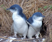 Pinguins jumeaux-8290.jpg