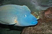 290px-Humphead wrasse melb aquarium.jpg