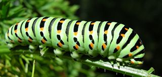 Fil:Chenille de machaon-7239.jpg
