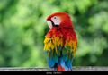 Amazone Oiseau.jpg