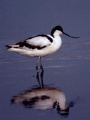 Avocette élégante (Recurvirostra avosetta).jpg
