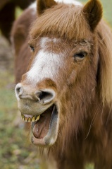 Fil:Funny Poney-6417.jpg