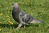 Pigeon biset-8394.jpg