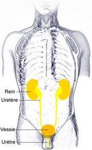 Système-urinaire-Urine-Pipi-Rein-Uretère-Vessie-Urètre.jpg