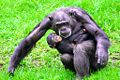 Chimpanzé mère et enfant-2272.jpg
