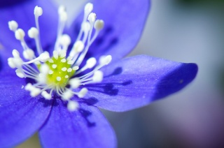 Fichier:Anemone hepatica-3849.jpg