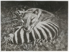 Tasmanian Tiger (Thylacine)-5735.jpg