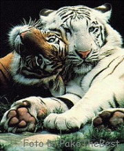 Tigres.jpg