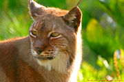 Lynx en prairie-3254.jpg
