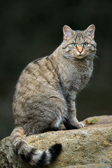chat forestier wiki